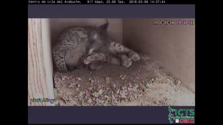 LYNXEXSITU - Google Chrome 06032018 133407