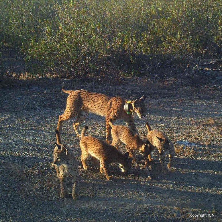 Lagunilla with her 4 cubs in 2016