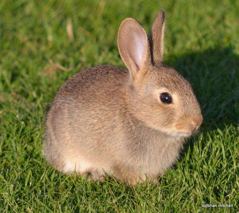 cute bunny